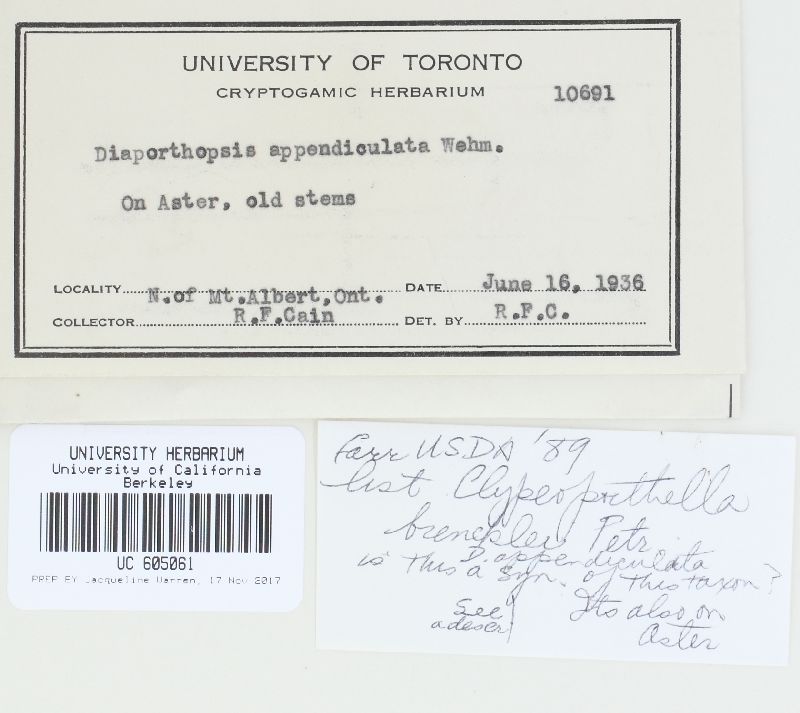 Clypeoporthe andropogonis image