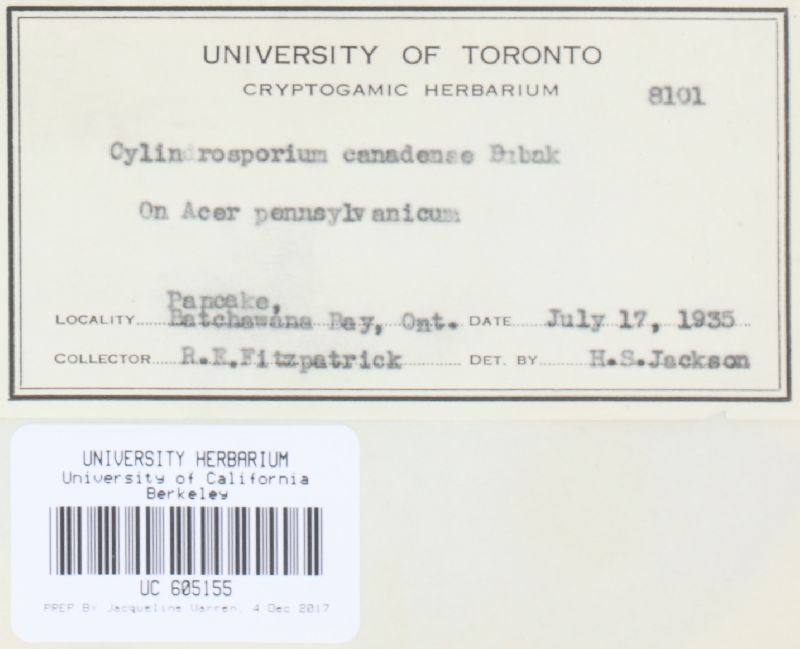 Cylindrosporium canadense image