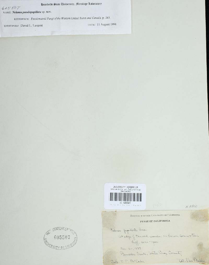 Nolanea pseudopapillata image