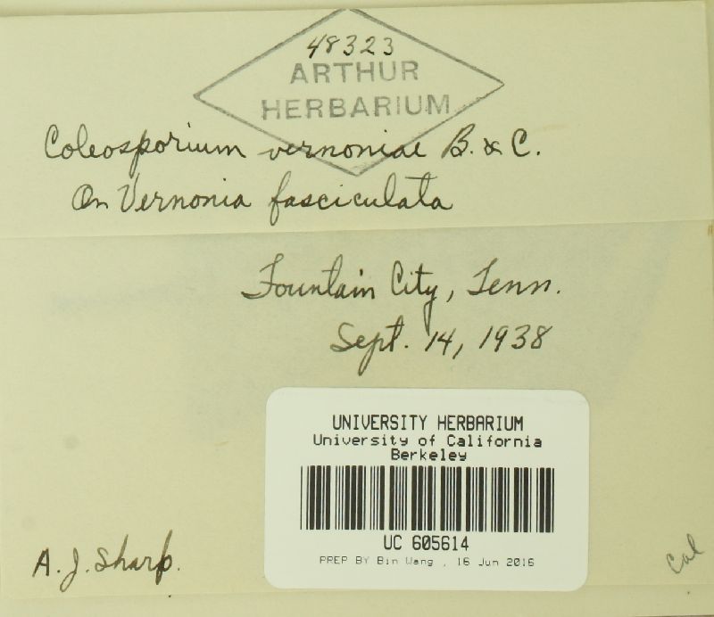 Coleosporium vernoniae image