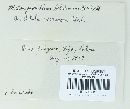 Melampsoridium betulinum image