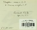 Coleosporium vernoniae image