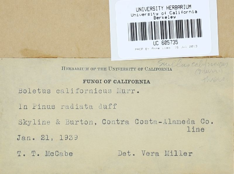Suillus californicus image