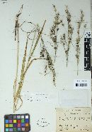 Ustilago bullata image
