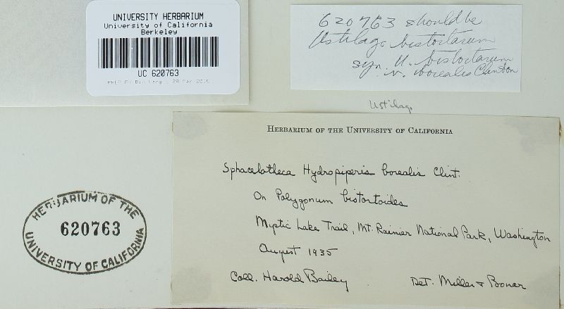Microbotryum bistortarum image