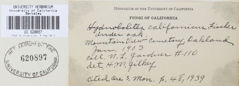 Hydnobolites californicus image