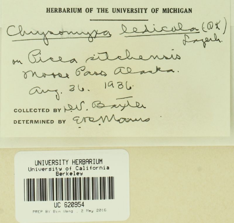 Chrysomyxa ledicola image