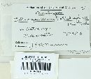 Coleosporium asterum image