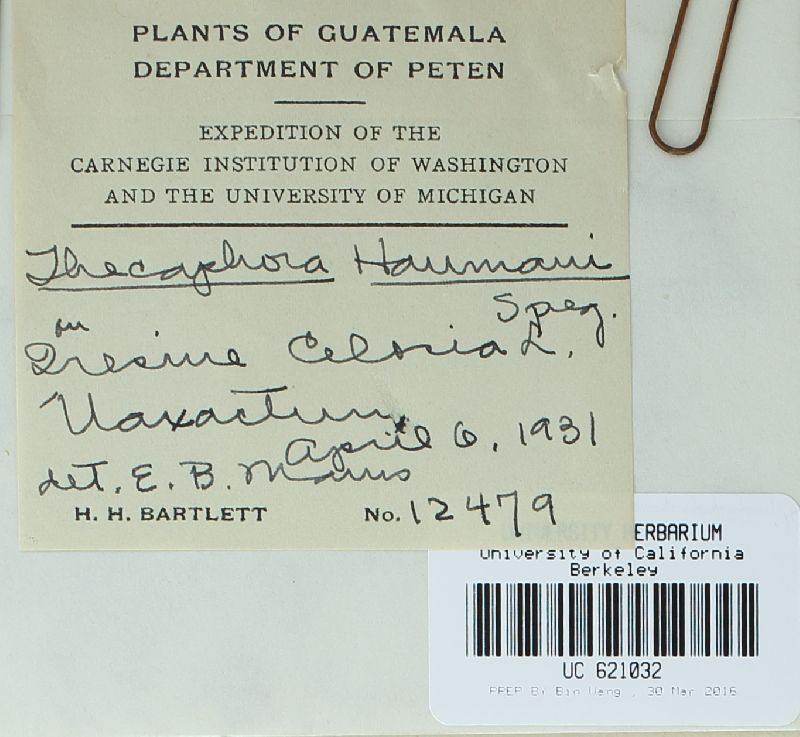 Thecaphora haumanii image