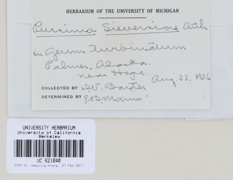 Puccinia sieversiae image