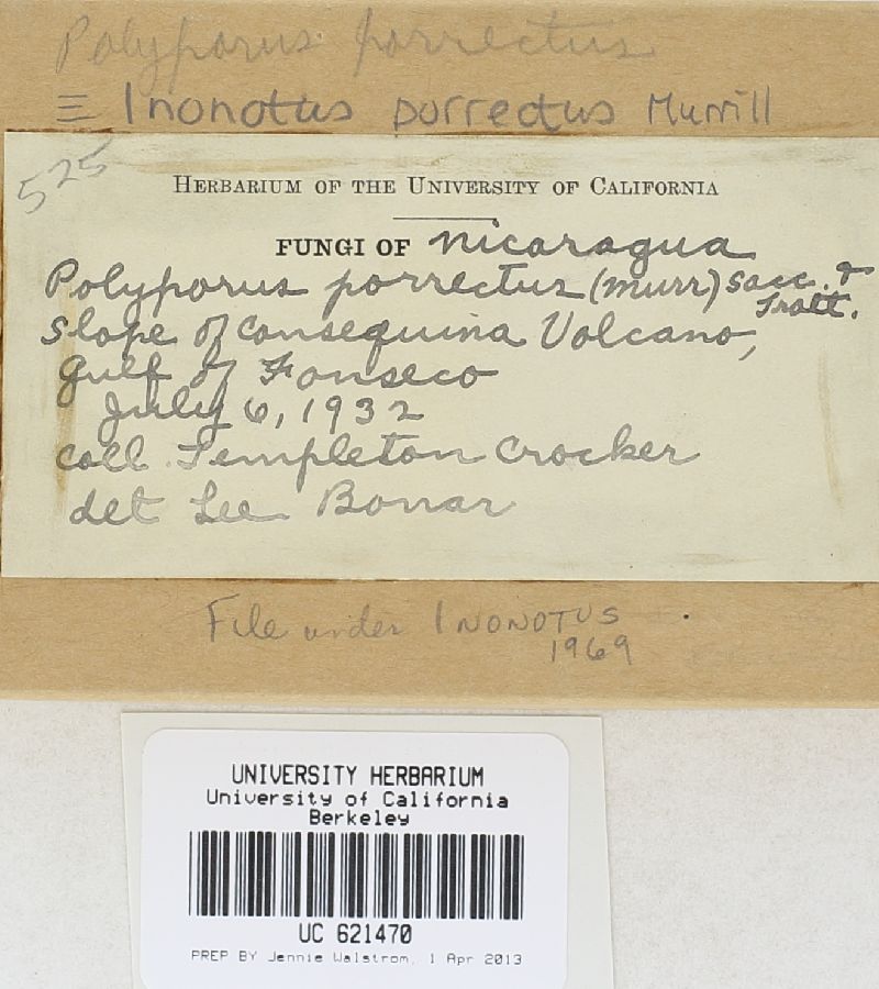 Inonotus porrectus image