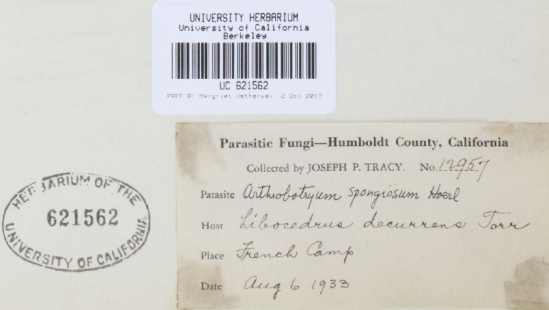 Capnocybe image