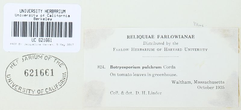 Botryosporium pulchrum image