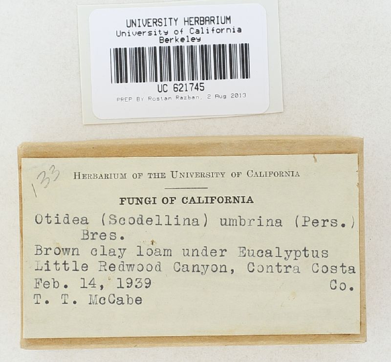 Otidea umbrina image