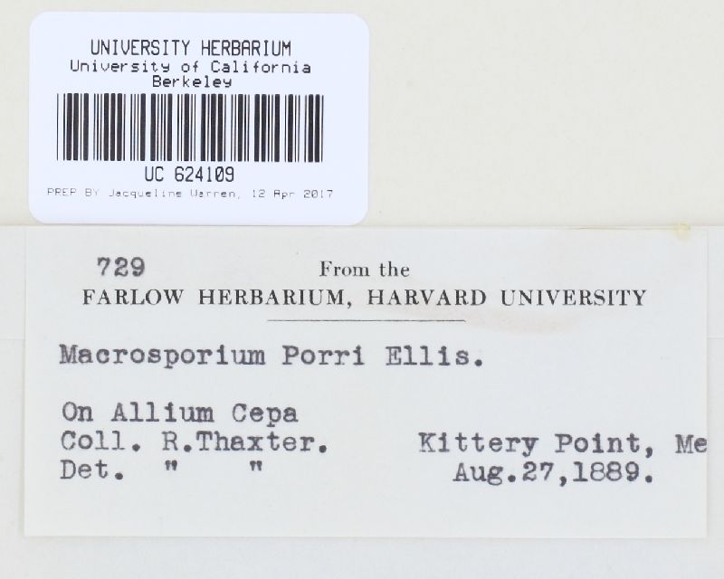 Alternaria porri image