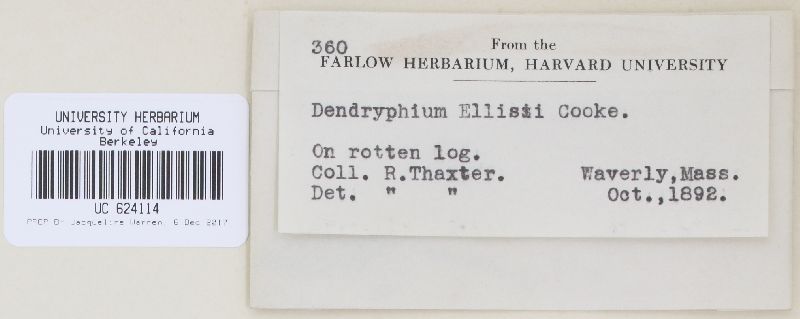 Dendryphion ellisii image