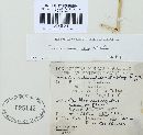 Puccinia recondita image