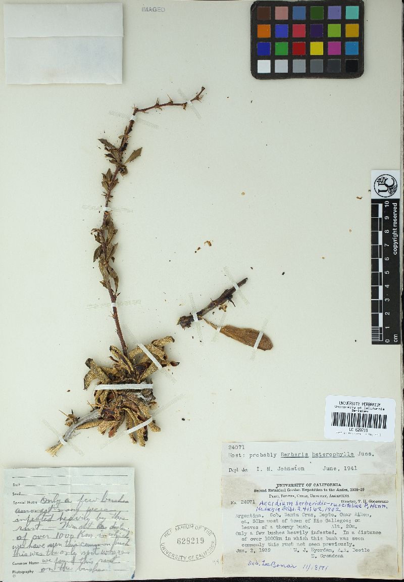 Aecidium berberidis-ruscifoliae image