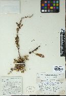 Aecidium berberidis-ruscifoliae image