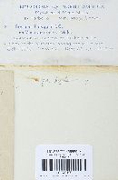 Erysiphe pisi var. pisi image