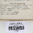 Clitocybe suaveolens image