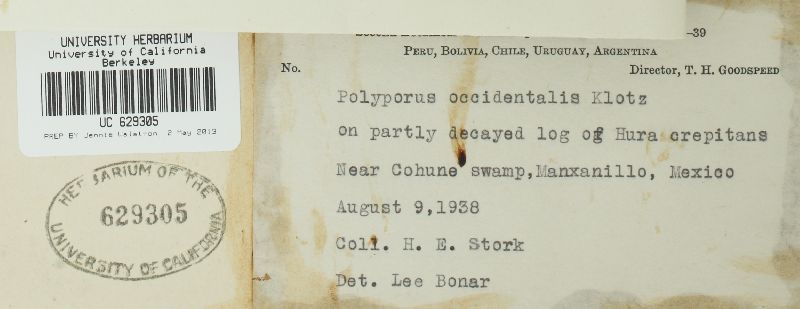 Funalia polyzona image