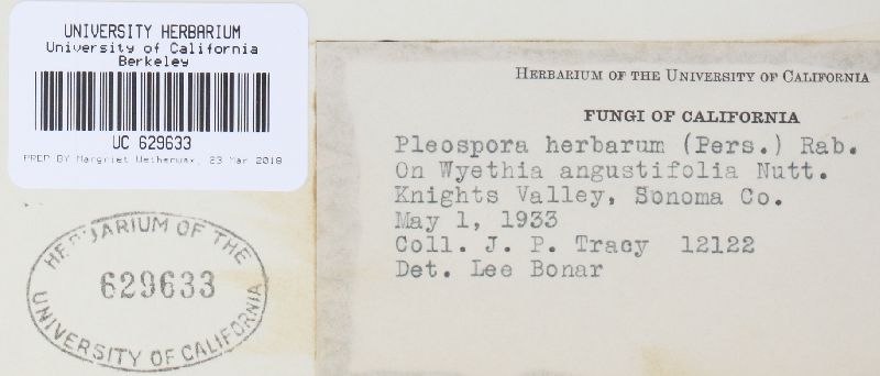 Stemphylium vesicarium image