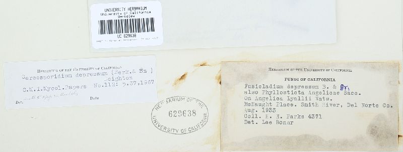 Passalora depressa image