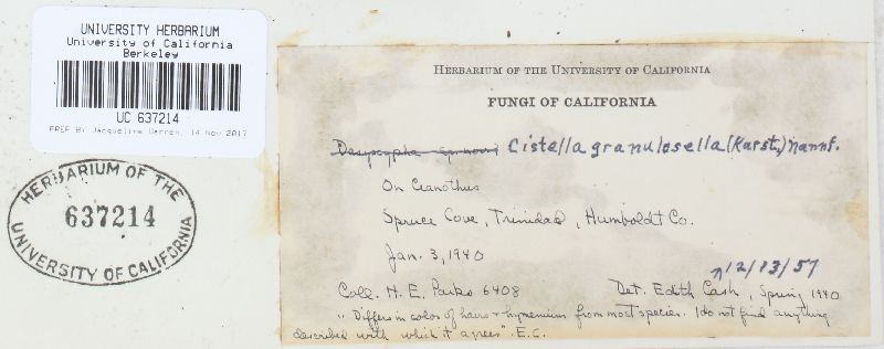 Clavidisculum karstenii image