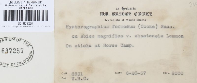 Ostreola formosa image