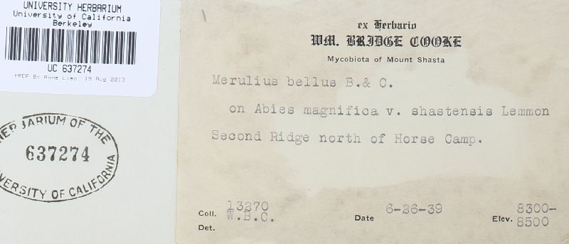 Meruliopsis bella image
