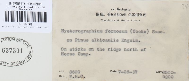 Ostreola formosa image