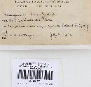 Phellinus igniarius image