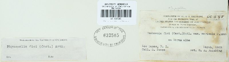 Cerotelium fici image