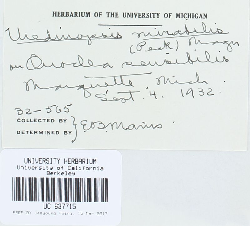 Uredinopsis americana image