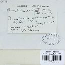 Puccinia recondita image