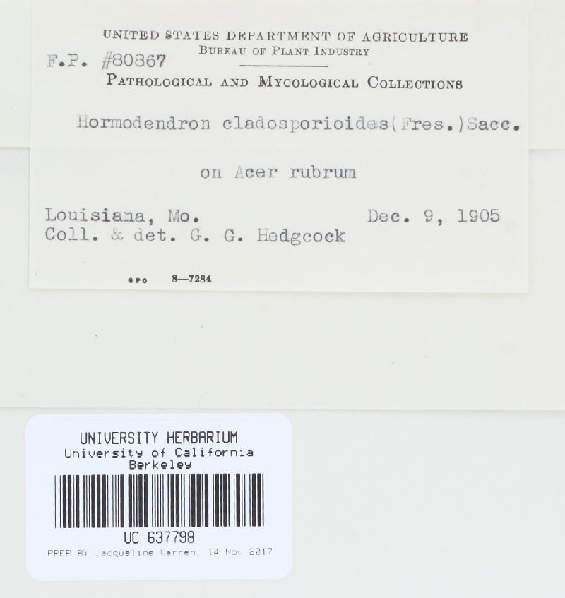 Cladosporium cladosporioides image