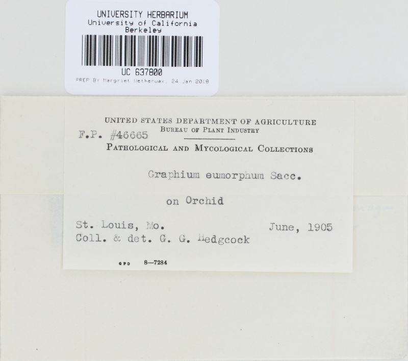Graphium eumorphum image