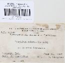 Graphium rubrum image