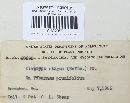 Diatrype stigma image