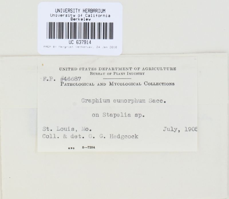 Graphium eumorphum image