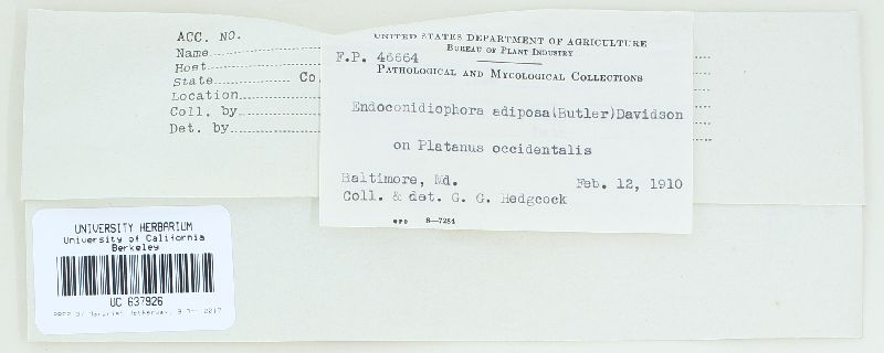 Ceratocystis adiposa image