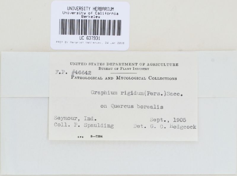 Graphium rigidum image