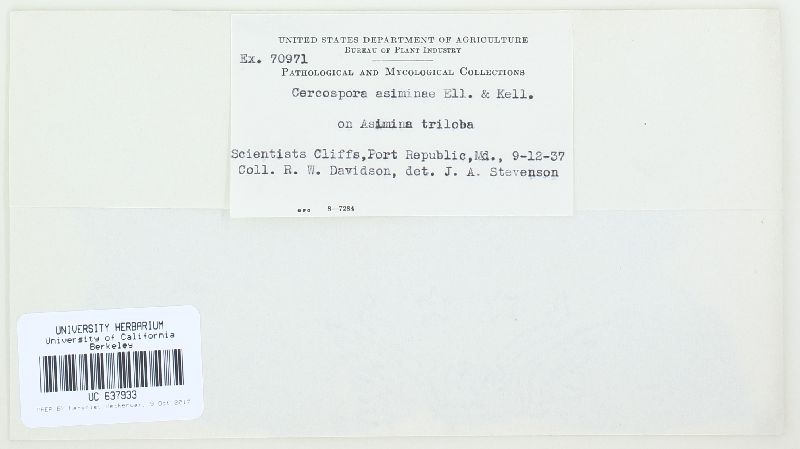Cercospora asiminae image