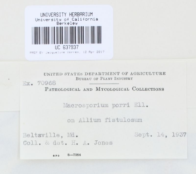 Alternaria porri image