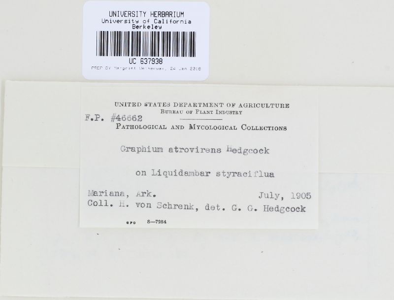 Graphium atrovirens image