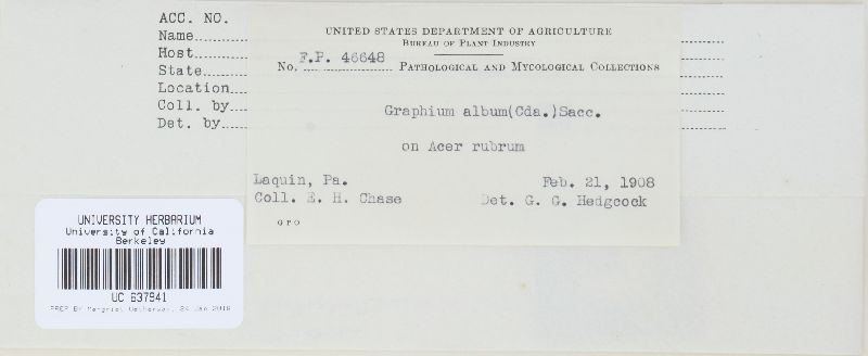 Graphium album image