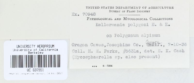 Ceriospora polygonacearum image