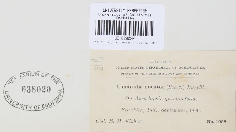 Erysiphe necator image
