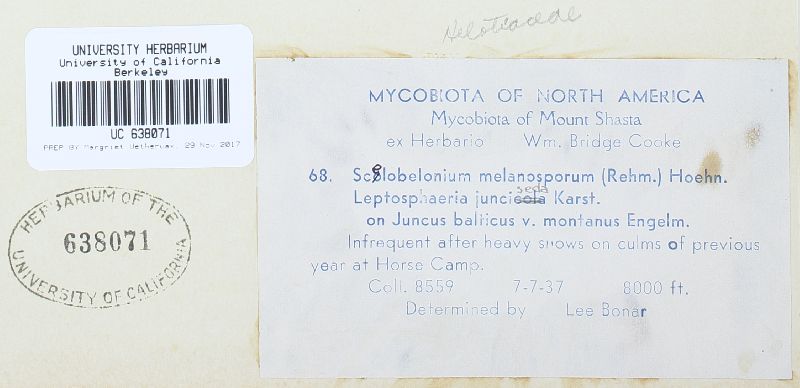 Crocicreas melanosporum image